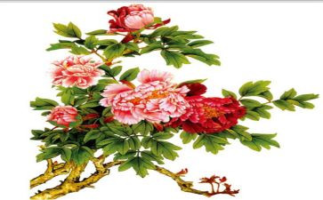 牡丹赞作文600字5篇