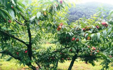 樱桃园的读后感7篇
