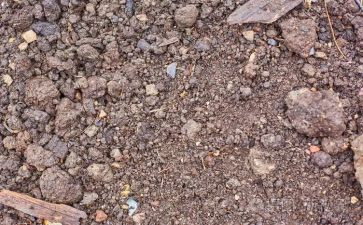 《泥土》鲁藜读后感5篇