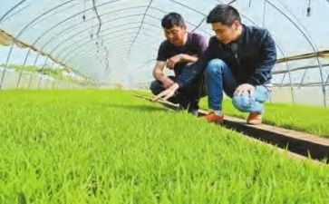 农技术员年终总结6篇