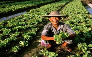 关于农民的调查报告6篇