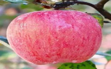 苹果老了读后感通用8篇