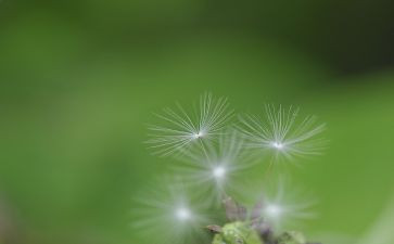 蒲公英吴?读后感5篇