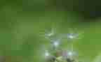 蒲公英与风的约定作文7篇