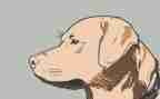 军犬黒子读后感推荐7篇