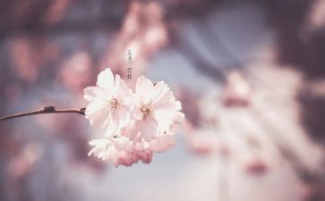 三月茶教案优质6篇