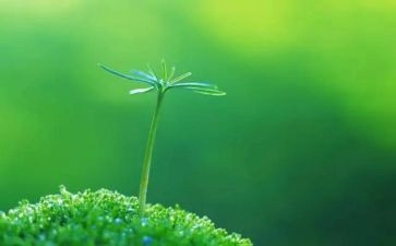 生命,生命的读后感优秀5篇