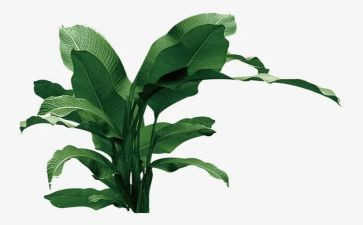 树的读后感400字模板5篇