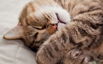 睡眠教案8篇