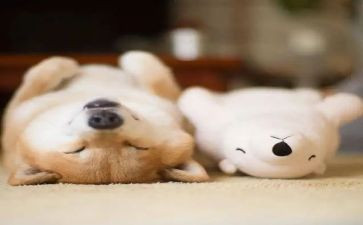 睡眠教案优秀6篇