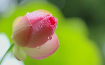 音乐谁来了幼儿教案优质7篇