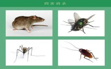 农村除四害工作计划5篇
