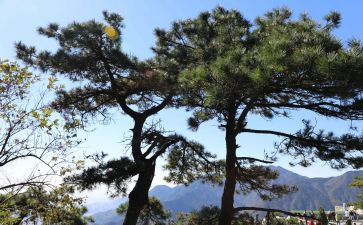 松悟空读后感7篇