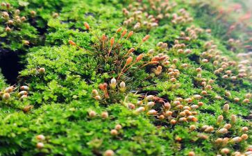 苔古诗教案6篇