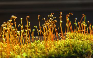 苔作文800字推荐5篇
