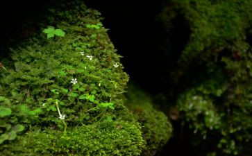 苔读后感800字7篇