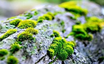 苔相关作文7篇