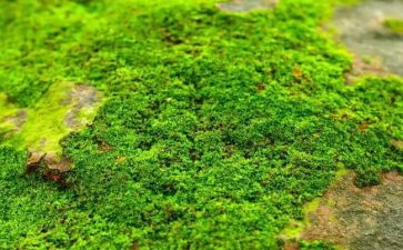苔的歌的读后感推荐5篇