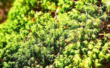 大班歌唱活动《苔》教案通用6篇
