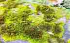 苔的读后感作文600字8篇