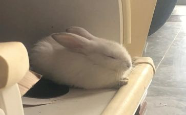 小兔子的作文优秀8篇