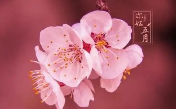 五月幼儿园工作总结8篇