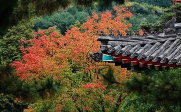 爬香山作文5篇