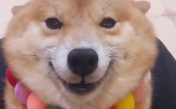 你的微笑作文800字5篇