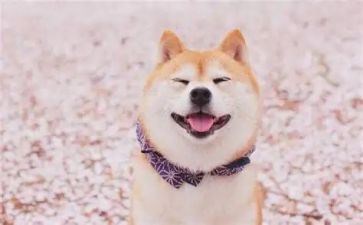 对微笑作文400字作文7篇