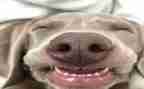 作文笑200字作文精选6篇