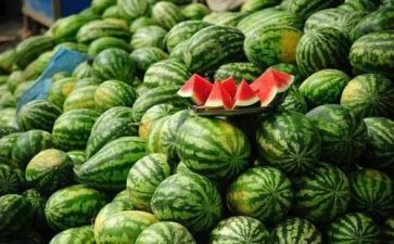 摘西瓜读后感5篇
