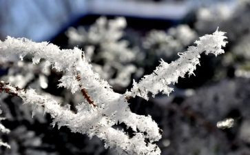 雪天的作文6篇