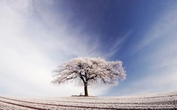 幼儿园识字雪的教案7篇