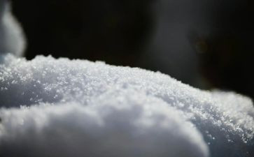 雪狐狸读后感推荐5篇