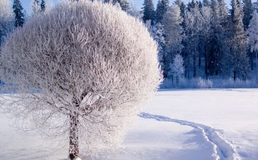 黑雪读后感500字最新7篇