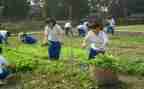 小学农村教师工作总结6篇