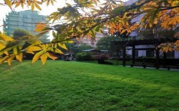 学校的军训心得体会800精选7篇