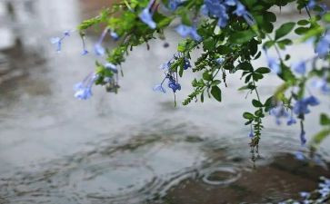 淋雨的作文600字5篇