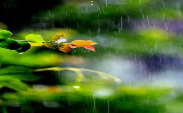 雨作文600字优秀6篇