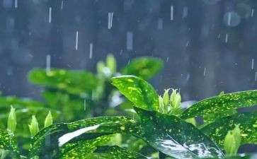 下雨的树作文最新7篇