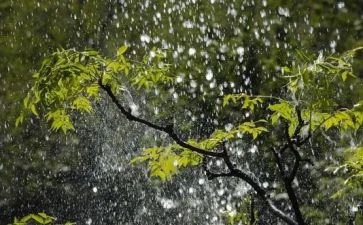朱自清的《雨》读后感6篇
