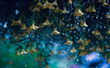 雨作文200字最新7篇