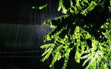 下雨的树作文8篇