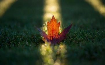 再也没有作文优质6篇