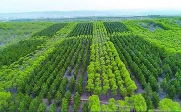 造林工工作总结7篇