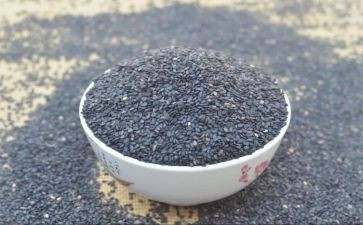 收芝麻的作文7篇