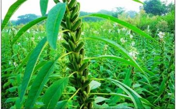 芝麻的教案7篇