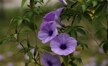 植物教案模板7篇