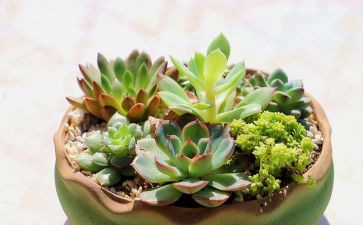 有关植物的作文最新8篇
