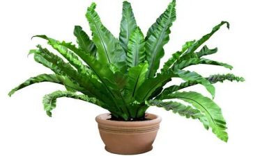 植物观察作文300字8篇